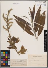 Foto von Salix cinerea L. x Salix viminalis L.
